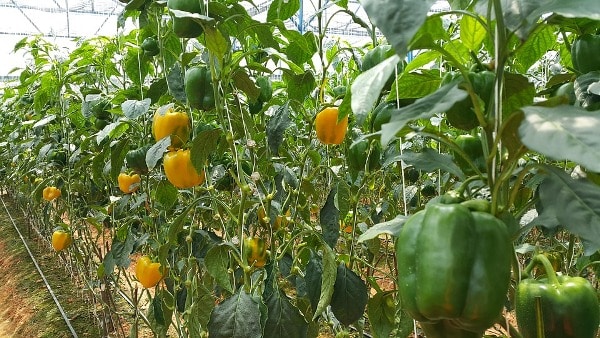 SUPPORT CAPSICUM PLANT