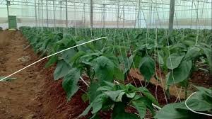 AGRICULTURAL(PLANT SUPPORTING) THREAD